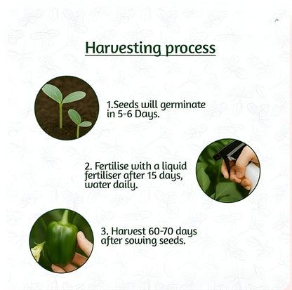 🌱 35 variety vegetable seed kit 🌱