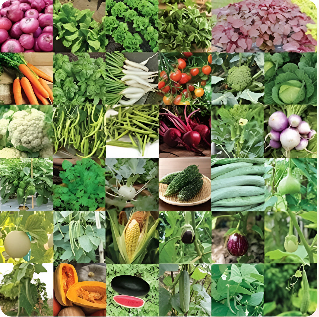 🌱 35 variety vegetable seed kit 🌱